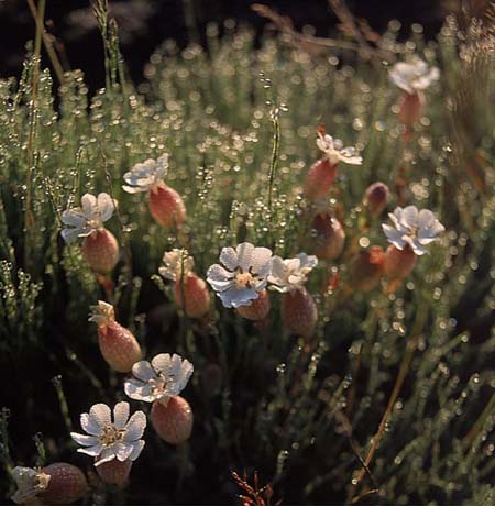 Flovers_and_droplets